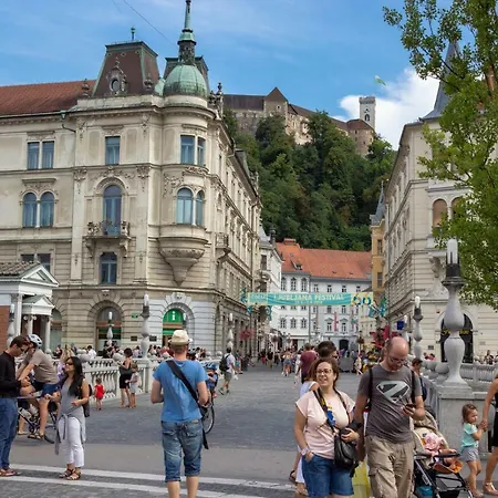 Fine Dalmatinova Daire *